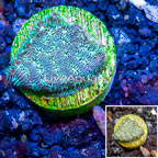 LiveAquaria® Cultured Leptoseris Coral (click for more detail)