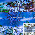 Purple Sea Whip  (click for more detail)