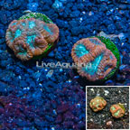 LiveAquaria® Two Pack Cultured Favia Coral (click for more detail)