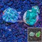 LiveAquaria® Two Pack Cultured Hydnophora Coral (click for more detail)