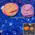 LiveAquaria® Two Pack Cultured Leptoseris Coral (click for more detail)