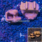 LiveAquaria® Two Pack Cultured Blue Ridge Coral (click for more detail)