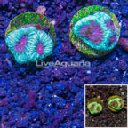LiveAquaria® Two Pack Cultured Goniastrea Brain Coral (click for more detail)