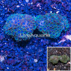 LiveAquaria® Two Pack Cultured Sympodium Coral (click for more detail)