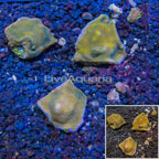 LiveAquaria® Three Pack Cultured Montipora Coral (click for more detail)
