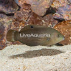 Dusky Wrasse (click for more detail)