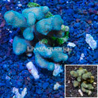 Stylophora Coral Tonga (click for more detail)
