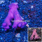 Stylophora Coral Tonga (click for more detail)