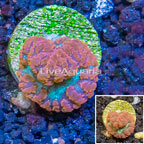 LiveAquaria® Cultured Blastomussa Coral (click for more detail)