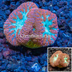 LiveAquaria® Cultured Blastomussa Coral (click for more detail)
