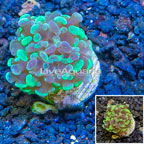 LiveAquaria® Cultured Hammer Coral (click for more detail)