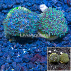LiveAquaria® Cultured Sympodium Coral, Two Pack (click for more detail)