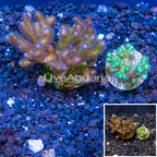 LiveAquaria® Cultured Pocillopora Coral, Two Pack (click for more detail)