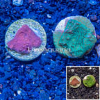 LiveAquaria® Cultured Montipora Coral & Ultra Chalice Coral, Two Pack (click for more detail)