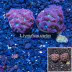 LiveAquaria® Cultured Blastomussa Coral, Two Pack (click for more detail)