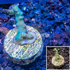 LiveAquaria® Cultured Acropora Coral (click for more detail)