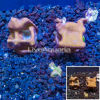LiveAquaria® Cultured Blue Ridge Coral, Two Pack (click for more detail)