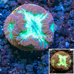 LiveAquaria® Cultured Blastomussa Coral (click for more detail)