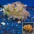 LiveAquaria® Cultured Anthelia Coral, Two Pack (click for more detail)