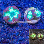 LiveAquaria® Two Pack Cultured Blastomussa Coral (click for more detail)