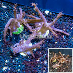 LiveAquaria® Three Pack Cultured Tree Coral (click for more detail)