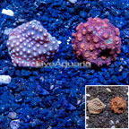 LiveAquaria® Two Pack Cultured Cyphastrea Frag (click for more detail)