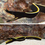 Black Ribbon Eel EXPERT ONLY (click for more detail)