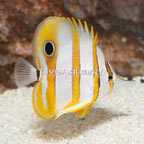 Copperband Butterflyfish (click for more detail)