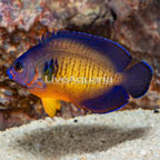 Coral Beauty Angelfish (click for more detail)