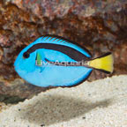 Blue Tang (click for more detail)