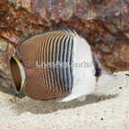 Whiteface Butterflyfish (click for more detail)