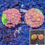 LiveAquaria® Two Pack Cultured Cyphastrea Frag (click for more detail)