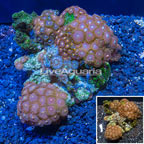 Zoanthus Coral Indonesia (click for more detail)