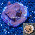 Blue Ridge Coral Indonesia (click for more detail)