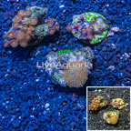 Three Pack Zoanthus and Rhodactis Coral Indonesia (click for more detail)
