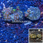 Two Pack Zoanthus Coral Indonesia (click for more detail)