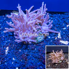 Tree Coral Indonesia (click for more detail)