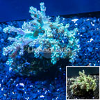 Pineapple Tree Coral Indonesia (click for more detail)