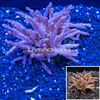 Tree Coral Indonesia (click for more detail)