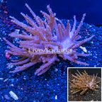 Tree Coral Indonesia (click for more detail)