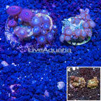 Two Pack Zoanthus Coral Indonesia  (click for more detail)