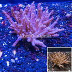 Tree Coral Indonesia (click for more detail)