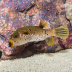 Dogface Puffer (click for more detail)