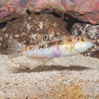 Pearly Wrasse (click for more detail)