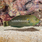 Dusky Wrasse (click for more detail)