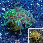 LiveAquaria® Cultured Torch Coral (click for more detail)