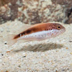 Freckled Hawkfish  (click for more detail)