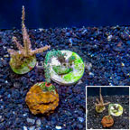 LiveAquaria® Three Pack Cultured Cyphastrea, Sinularia and Gorgonia Coral (click for more detail)