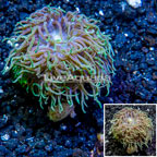 LiveAquaria® Cultured Duncan Coral (click for more detail)