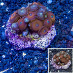 Zoanthus Coral Indonesia (click for more detail)